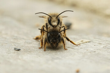 Bees macro. Bees on top of each other, insects photo front side