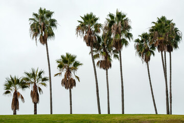 Fototapeta na wymiar Row of palm trees on the horizon