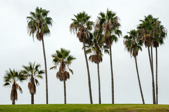 Row of palm trees on the horizon