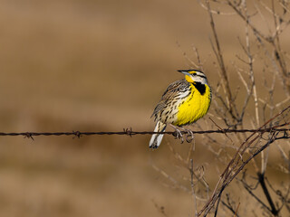 Eastern Meadowlark Sitting on Fence Wire in Early Spring