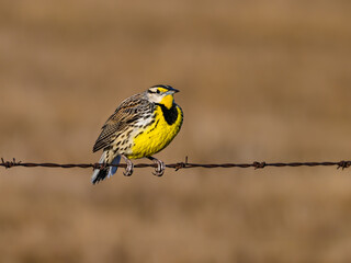 Eastern Meadowlark Sitting on Fence Wire in Early Spring