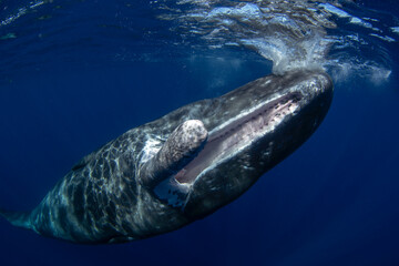 Swimming with sperm whale. Whale near surface. Marine life in Indian ocean. Rare animal in natural environment.