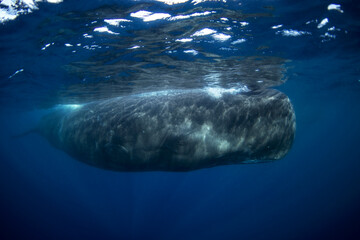 Swimming with sperm whale. Whale near surface. Marine life in Indian ocean. Rare animal in natural environment.