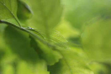 Obraz premium Selective focus used on this image of green leaves of summer