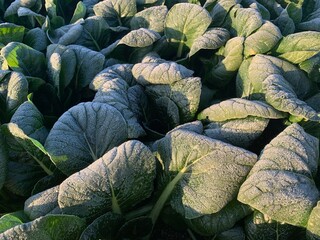 Fototapeta na wymiar 冬野菜のほうれんそうの畑　深谷の血洗島