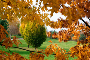 jesień, park, łąka, trawa, pole, kolory, niebo, rozdroże, drzewa, liście, jesienią, złoty, chmury, krajobraz