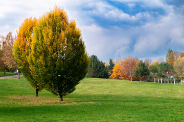 jesień, park, łąka, trawa, pole, kolory, niebo, rozdroże, drzewa, liście, jesienią, złoty,...
