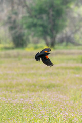 male red winged blackbird in a field