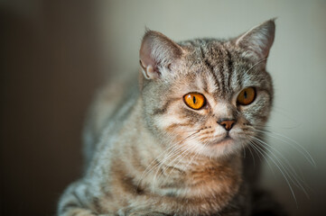British Shorthair cat with yellow eyes lying on table