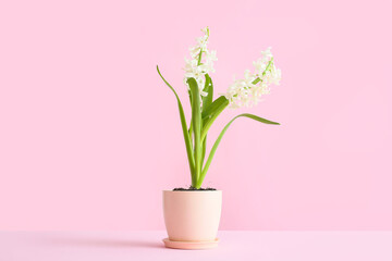 Pot with beautiful hyacinth plant on pink background