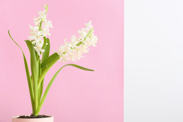 Pot with beautiful hyacinth plant on pink background