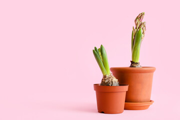 Fototapeta premium Pots with beautiful hyacinth plants on pink background