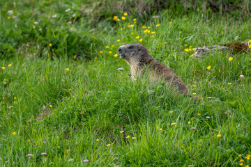alpine marmot (Marmota marmota) in green grass near Grindelwald