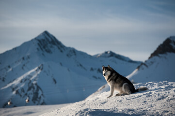 Husky portrait with village and mountains in background