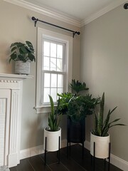 large green potted plants indoors by window