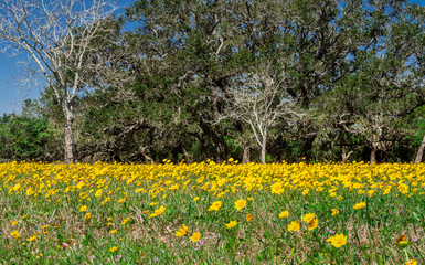 Obraz premium Hundreds of yellow daisies growing near trees