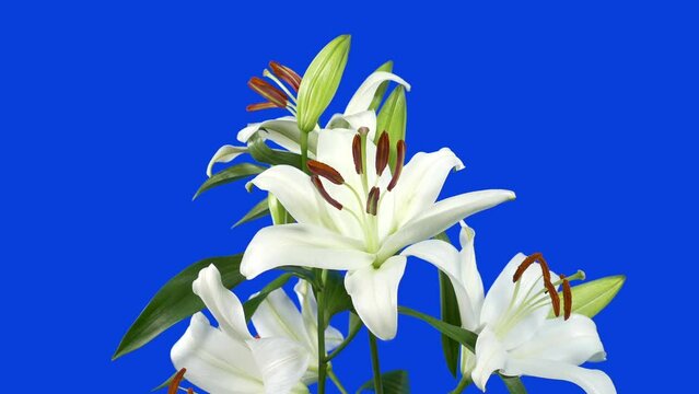 Circling A Lily Flower Bluescreen