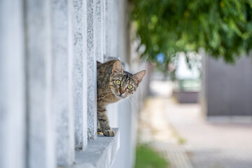 Gray and brown cat with black stripes peeking out from behind some columns