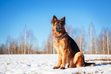 German shepherd dog sitting in winter.