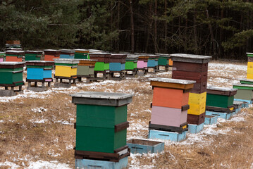 Apiary in winter. Colorful hives of bees in the meadow near the forest. Frost and a thin layer of snow.