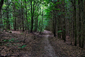 Fototapeta na wymiar Ein Weg im Wald 