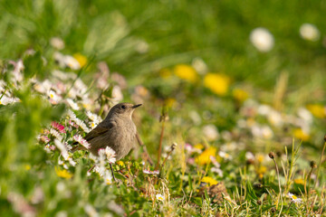 rouge queue noir femelle 