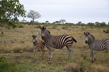 Fototapeta na wymiar Zebras in freedom in the African savannah of South Africa