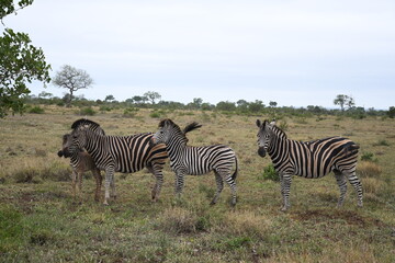 Fototapeta na wymiar Zebras in freedom in the African savannah of South Africa