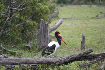 Birds in the African savanna in the nature