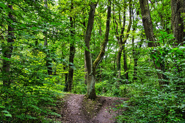 Weg getrennt von einem Baum im Wald 