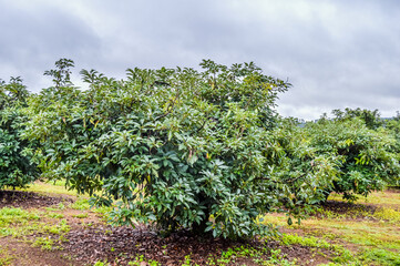 Fototapeta na wymiar Fresh raw organic green Hass Avocado on a farm tree in Mpumalanga South Africa