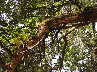 Fototapeta premium naturaleza flores