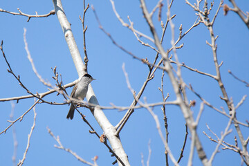 blackcap on a dry tree branch in early spring