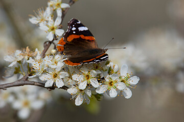 large colored butterfly on blooming spring branches with white flowers on a blurred background