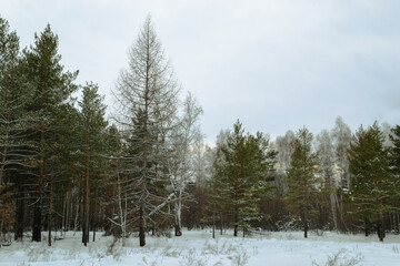 Dead pine tree at the edge of a mixed winter forest under a cloudy sky