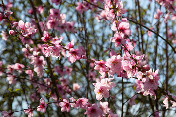 branches of a blossoming spring peach tree on a blurred background