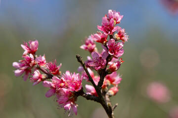 branches of a blossoming spring peach tree on a blurred background