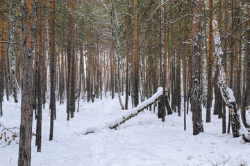 Fototapeta premium Pine winter snowy forest on a cloudy frosty day