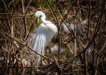Great Egret Breeding Plumage