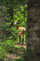 Wild Deer Looking at the Camera