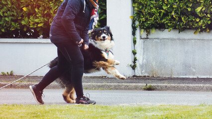 Close-up on a magnificent dog in full swing, next to his master, scene of life