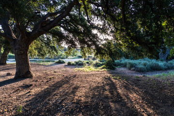 Large oak trees casting shadows in early morning light at Chatsworth Park South in the San Fernando...