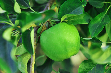 Green Apple Growing on a Tree