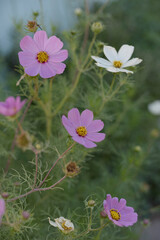 Flores lilas