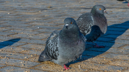 Close-up of pigeons on asphalt in cold weather. Pigeons are waiting for feeding from people.