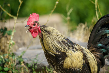 Yellow and brown rooster crowing on a plant background