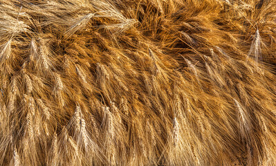 Closeup of a bunch of dried wheat 