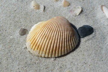 Yellow seashell on the Florida beach on sand background
