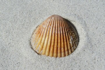 Seashell on sand background in Atlantic coast of North Florida, closeup