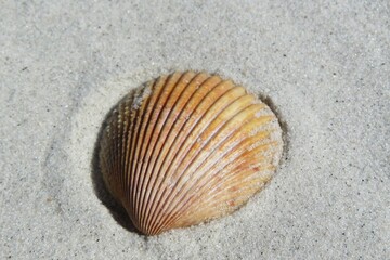 Fototapeta na wymiar Beige seashell on sand background, closeup